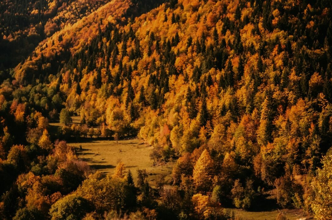 Vibrant autumn forest with golden sunlight illuminating colorful foliage on rolling hills.