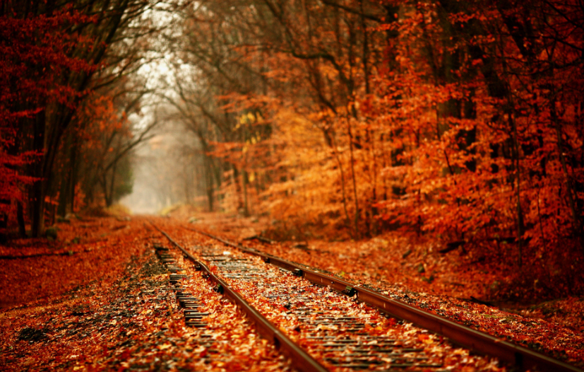 A forest in autumn and a railway 