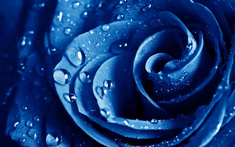 A close-up of a rose with water droplets on its petals, tinted in a monochromatic blue tone.