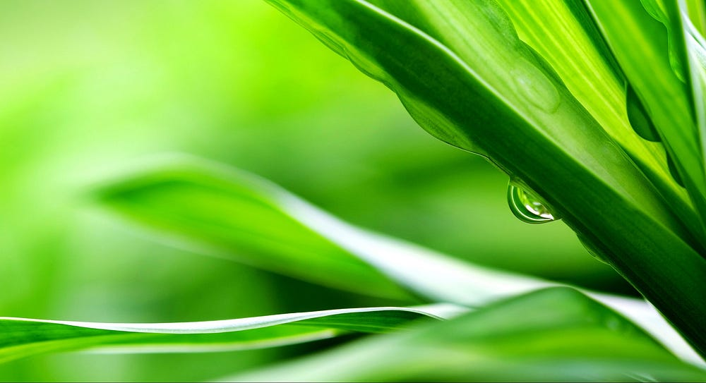 Close-up of lush green plant leaves with a single water droplet hanging delicately from one of the leaves.