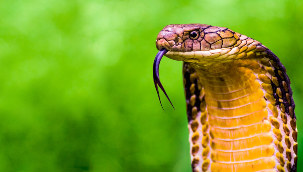 A close-up of a king cobra with its hood expanded, tongue flicking out, against a blurry green background.