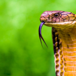 Close-up of hooded cobra in natural habitat with expanded hood and flicking tongue.