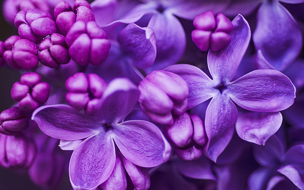 Close-up of purple lilac flowers with a shallow depth of field.