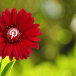 Red Gerbera Daisy with Pinterest Logo in Natural Setting.