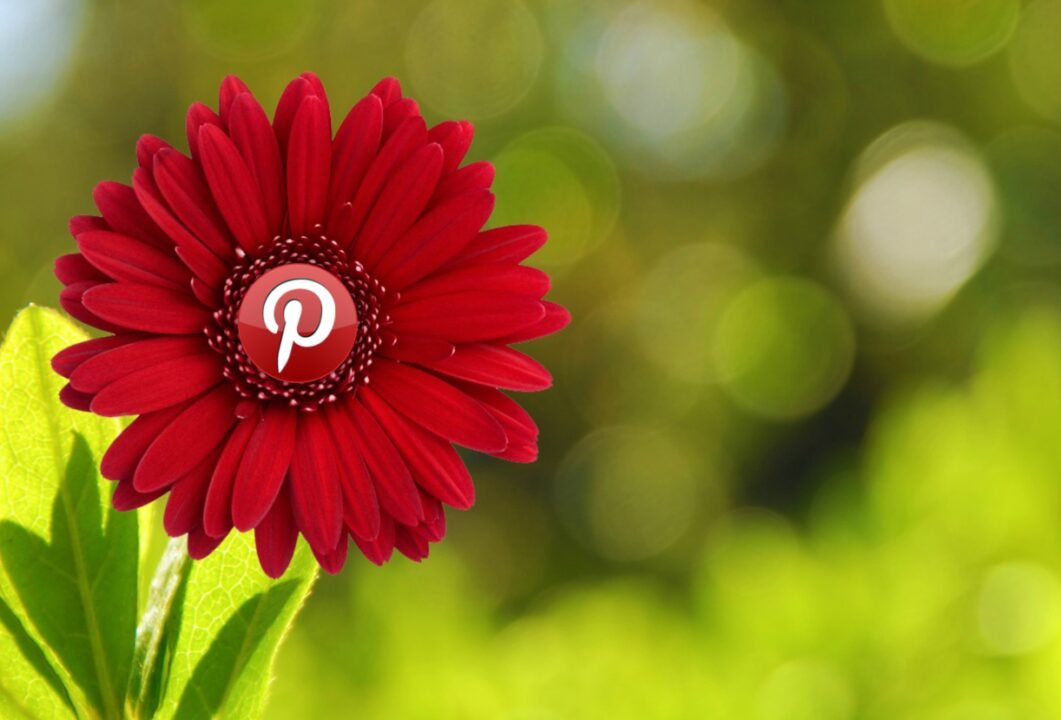Red Gerbera Daisy with Pinterest Logo in Natural Setting.