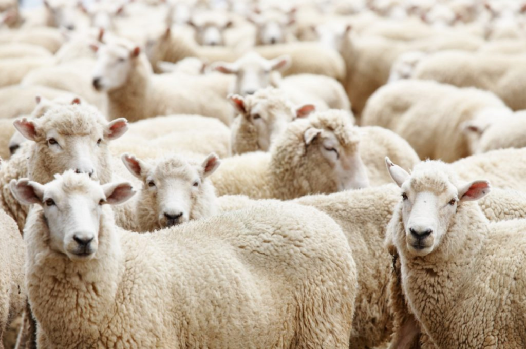 A dense flock of sheep with several faces looking towards the camera.