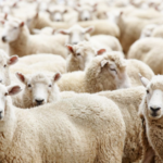 White sheep flock with calm expressions, clean wool, and central eye contact.