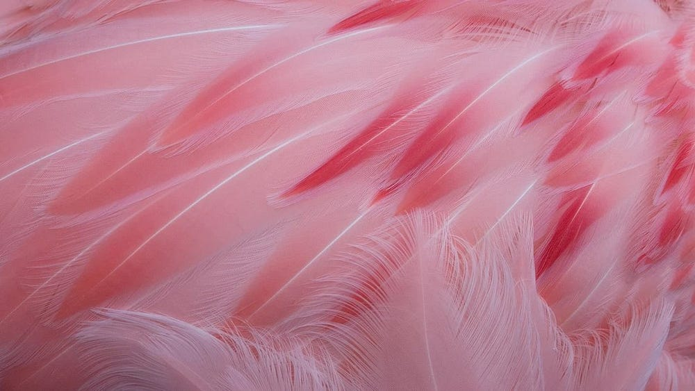 Close-up of soft pink feathers with delicate textures.