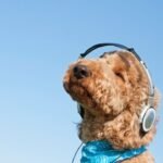 Curly brown poodle in headphones and blue bandana under clear blue sky.