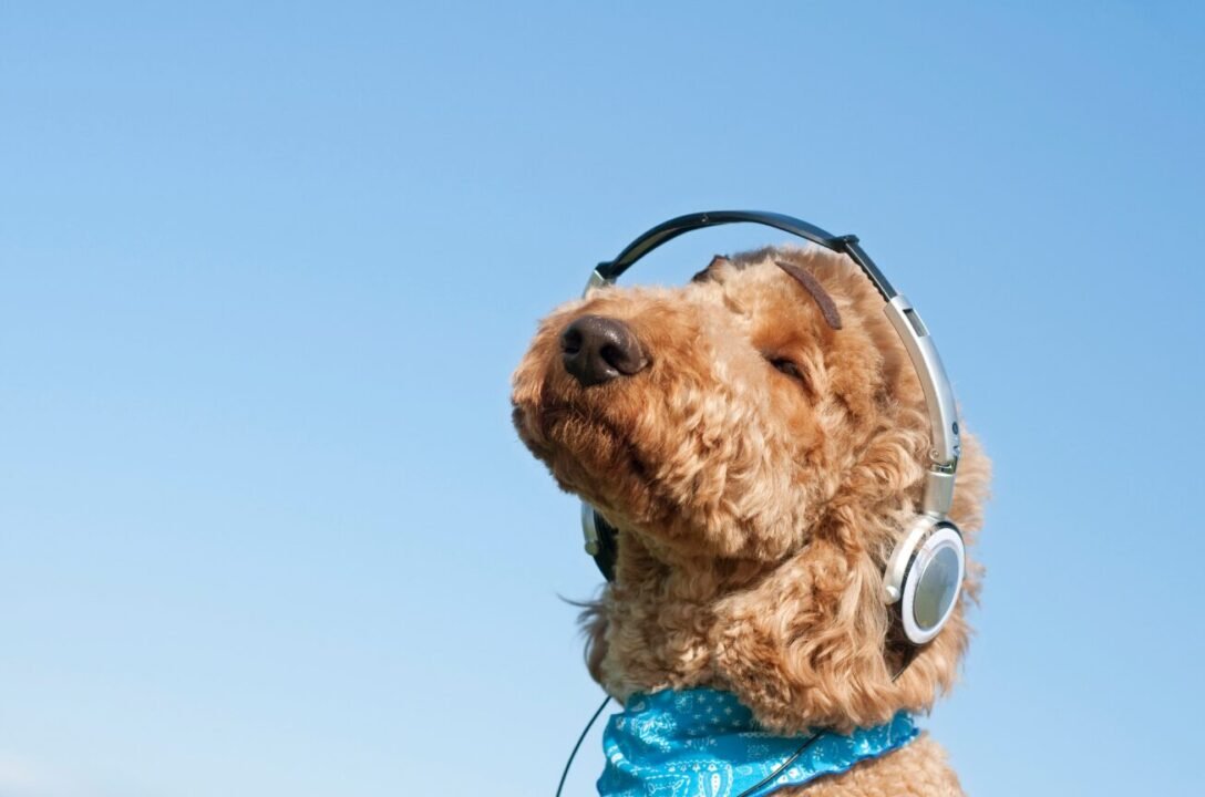 Curly brown poodle in headphones and blue bandana under clear blue sky.