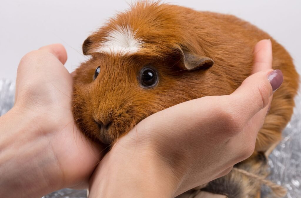 A close-up of a person's hands gently holding a brown and white guinea pig with visible apprehension in the guinea pig's eyes.