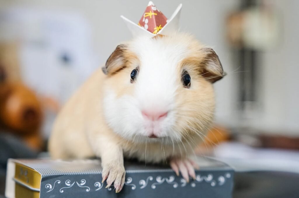 A guinea pig with a small paper crown on its head standing on a decorative box, with a soft-focused background.