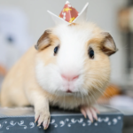 Charming guinea pig with party hat on box in cozy home setting.