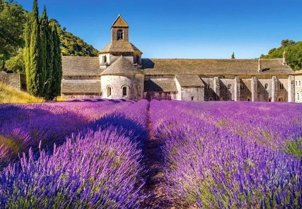 A vibrant lavender field in full bloom with a historical stone building and bell tower in the background under a clear blue sky.