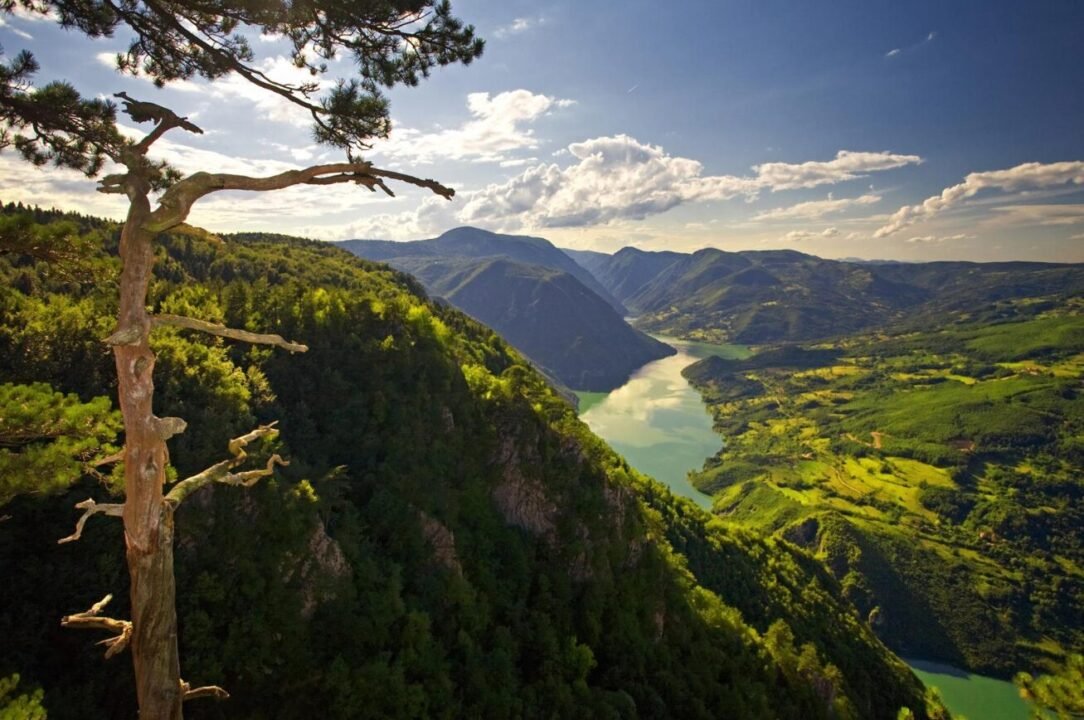 Breathtaking view of river valley with mountains, lush greenery, and rugged tree under sunny sky.