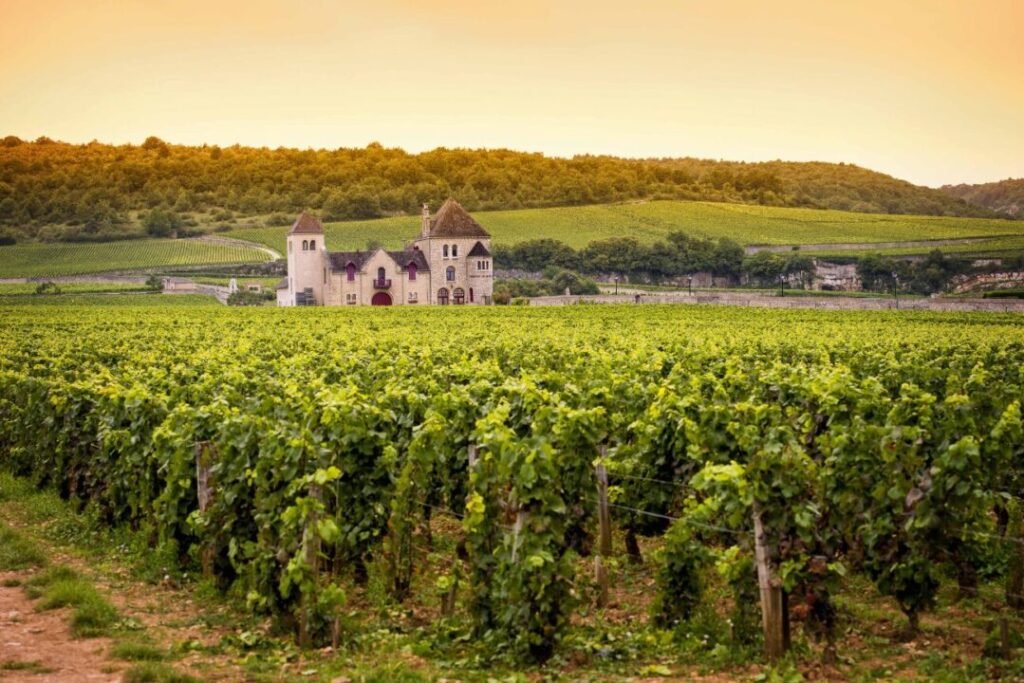 A quaint stone building with a dual-pitched roof amidst lush vineyards, with rolling hills in the background under a soft golden sky.