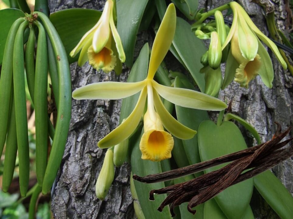 Yellow orchids and green pods growing on a tree trunk with a vanilla bean pod in the foreground.