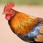 Colorful rooster with vibrant feathers, red comb, and confident stance in natural light.
