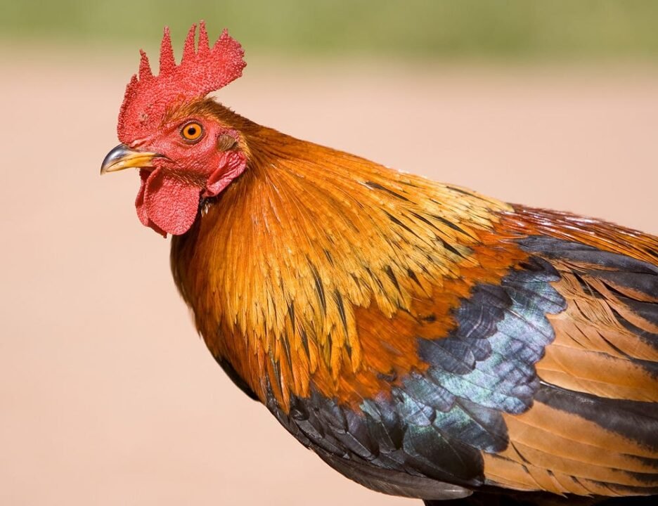 Colorful rooster with vibrant feathers, red comb, and confident stance in natural light.