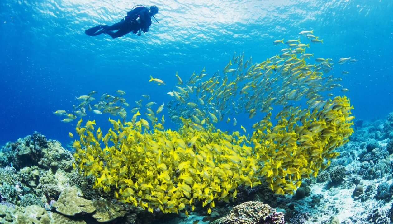 A diver swims above a large school of yellow fish near a coral reef in clear blue water.