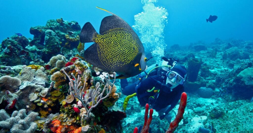 Scuba diver facing a large French angelfish in a colorful coral reef underwater.