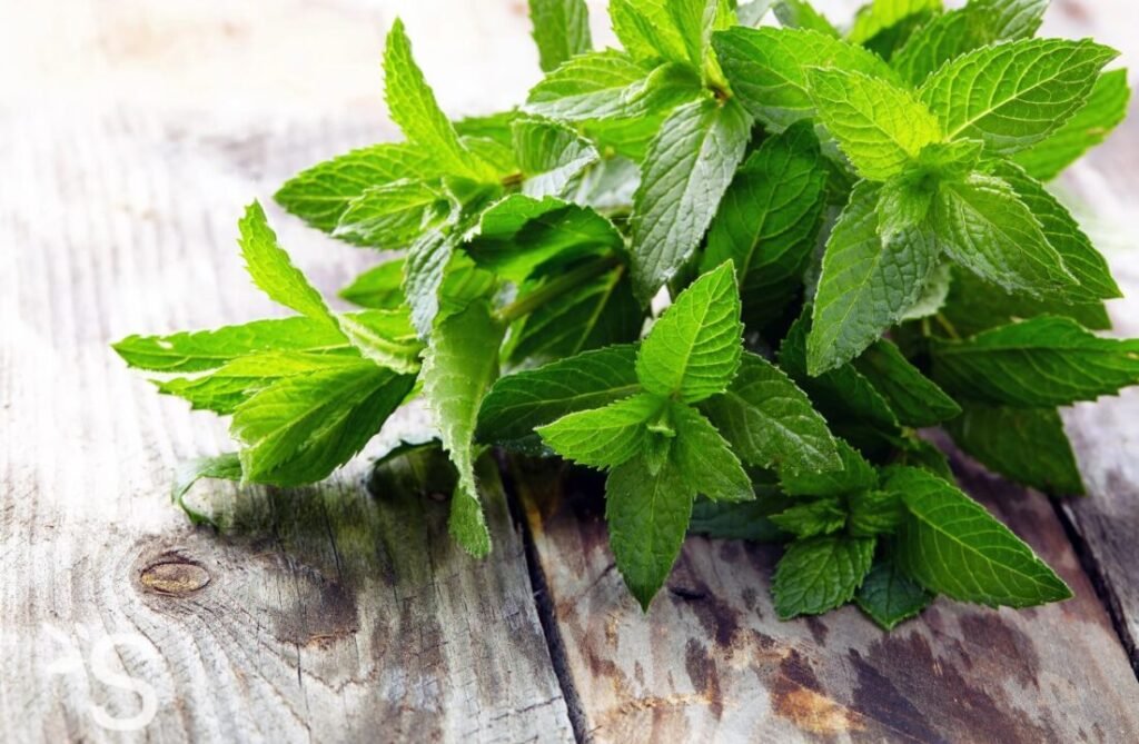 Fresh mint leaves on a rustic wooden background.