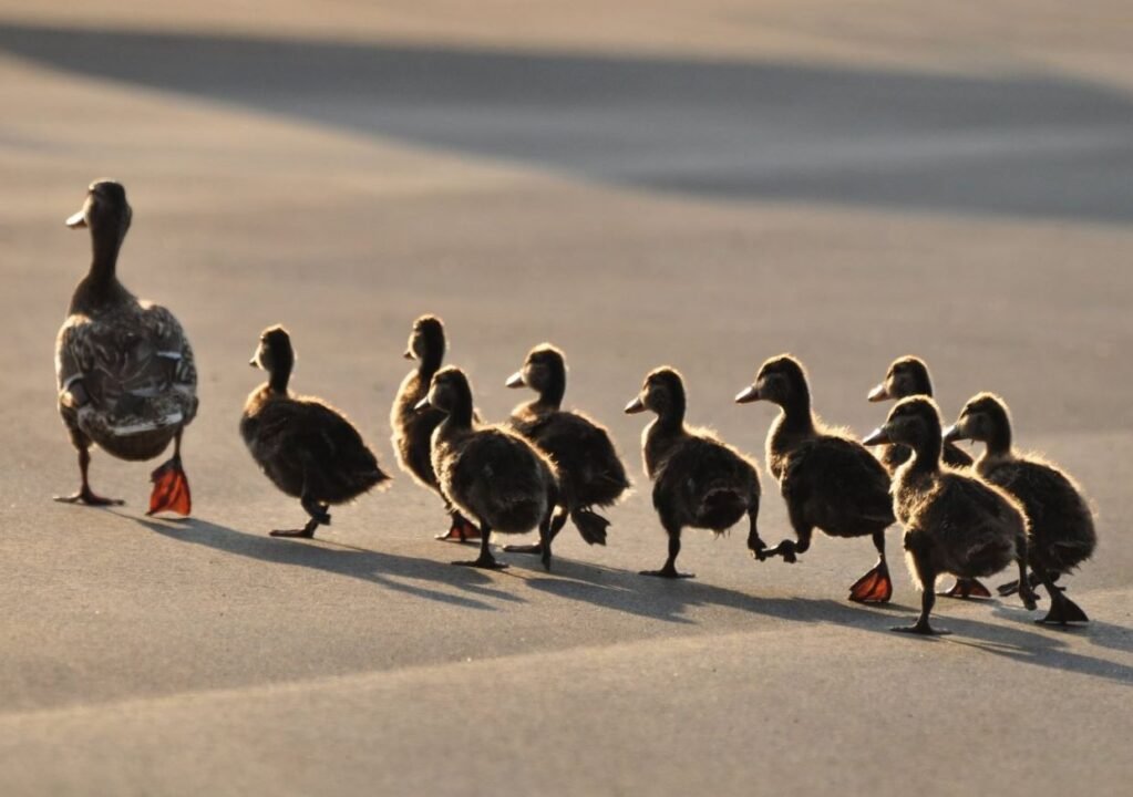 A mother duck leading a line of ducklings across a paved surface.