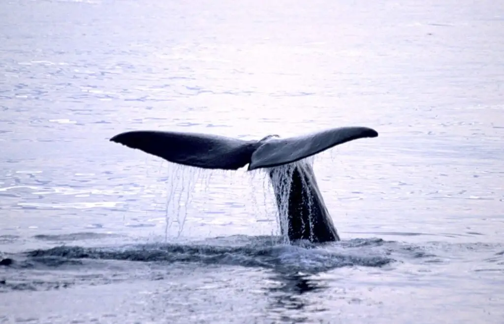 A whale's tail splashing in the ocean.