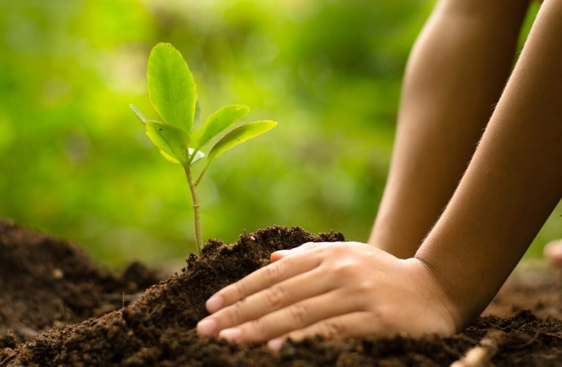 Hands gently planting a small green sapling in soil.